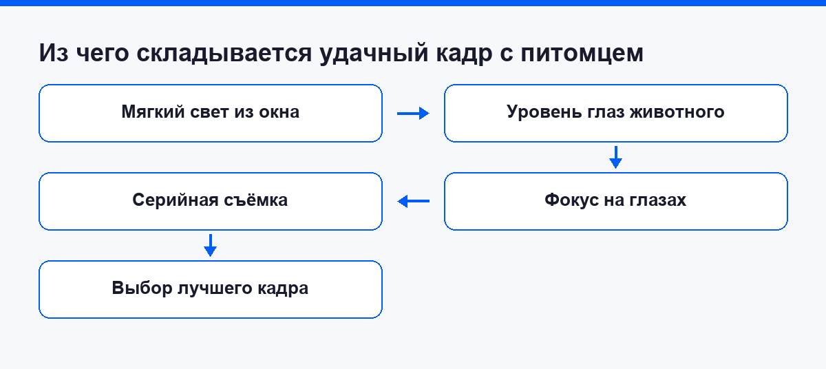 Схема пяти слагаемых удачного кадра с питомцем на смартфон