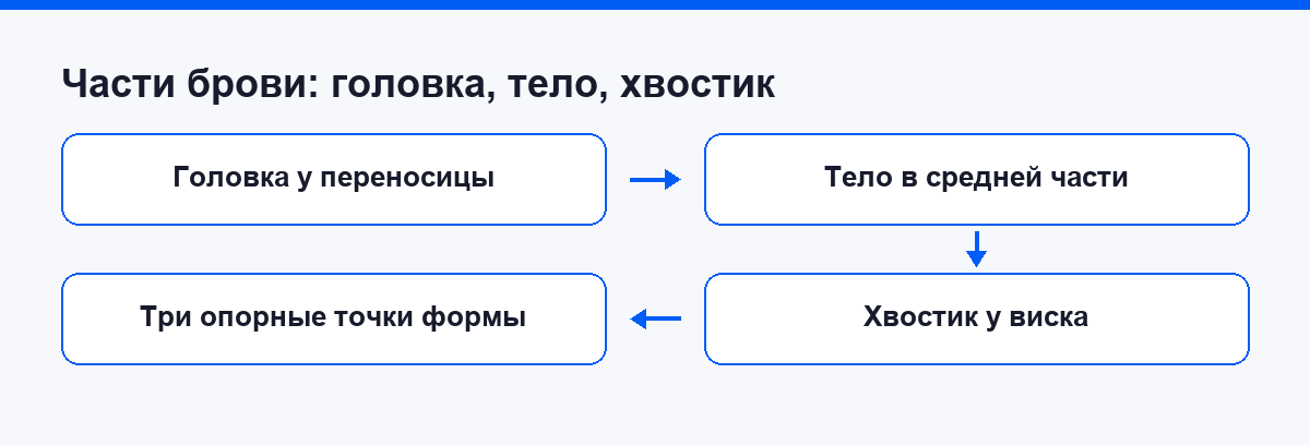 Схема брови: головка, тело и хвостик, три опорные точки формы